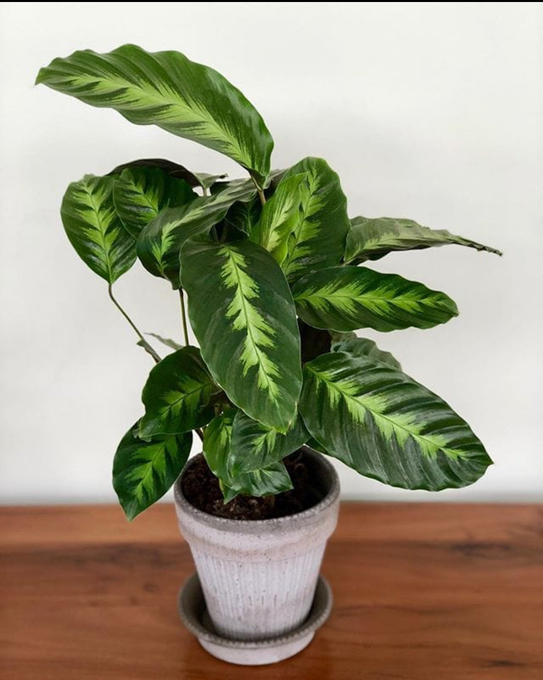 Calathea 14