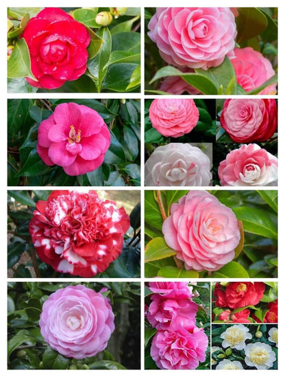Click now for flowering plants shop now "Camilla flowering plants"