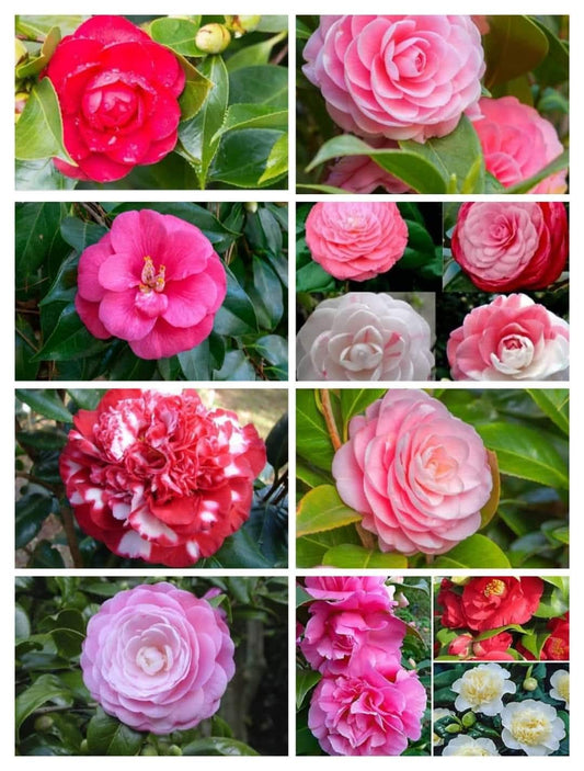 Click now for flowering plants shop now "Camilla flowering plants"