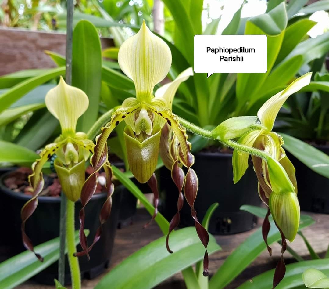 Paphiopedilum Parishii