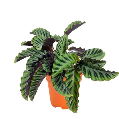 Calathea Gandersii (Indoor plants need good watering)