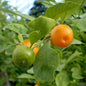 (Copy) Amla Tree, Indian Gooseberry (Big Fruit, Grown Through Seeds) - Plant