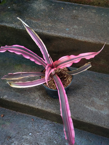 Cryptanthus Bivittatus Big Size Plant