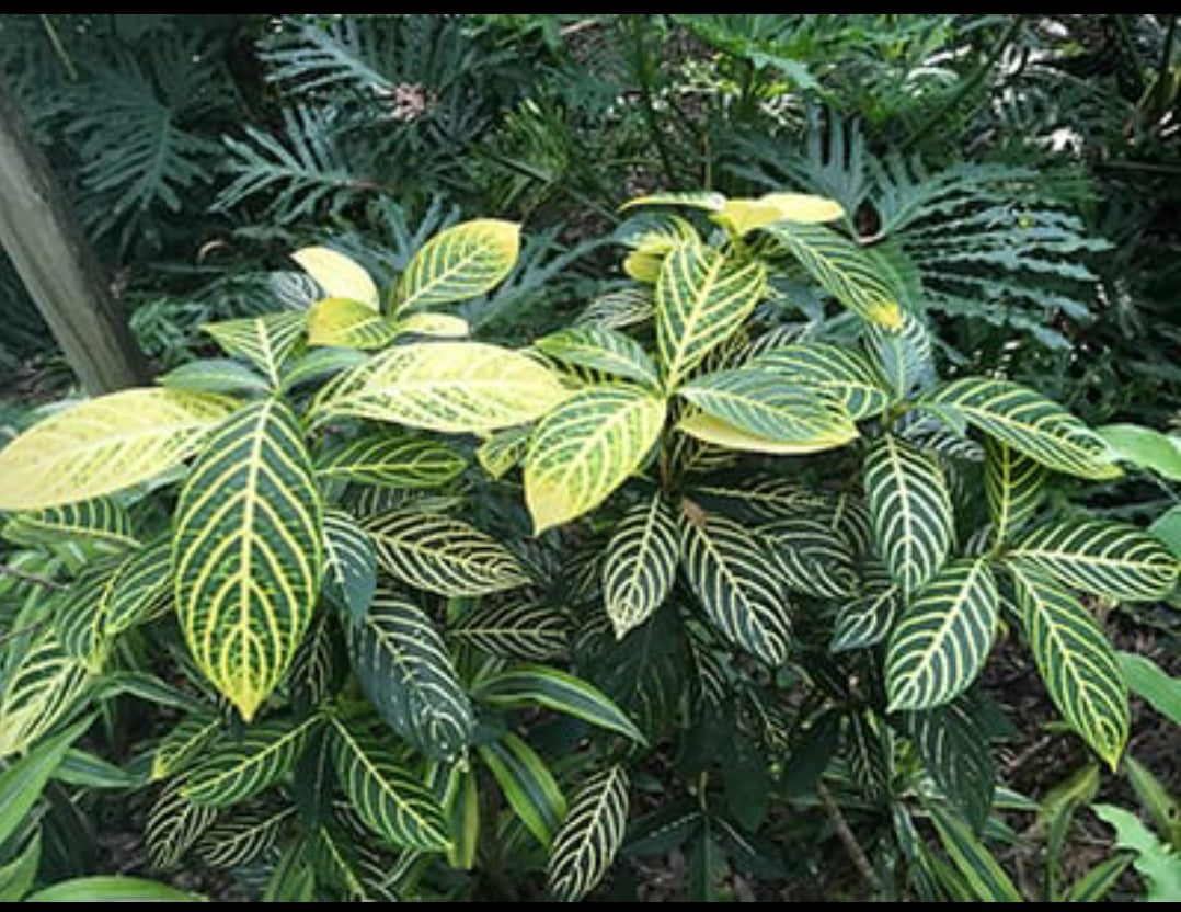 Tiger Plant Hybrid (Outdoor Plant)