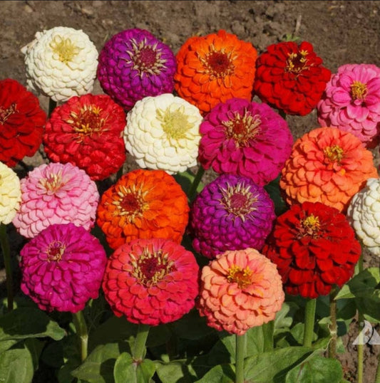 Zinnia Lilliput Summer Flower seeds