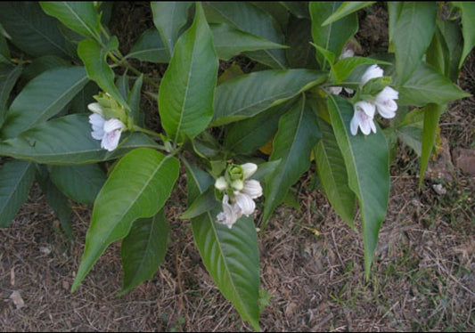 Chittadalodakam (adhatoda beddomei) medical plant