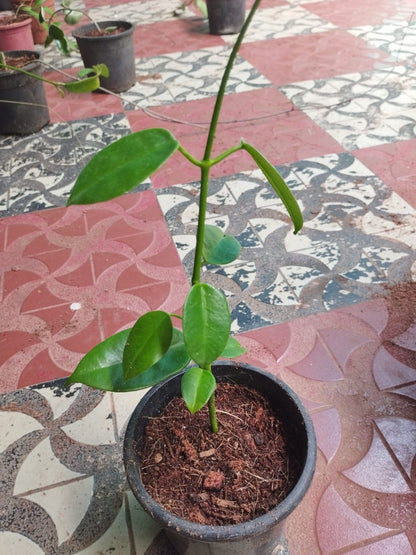 Hoya Affinis (Semishade)