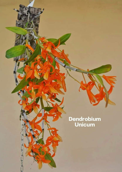 Dendrobium Unicum