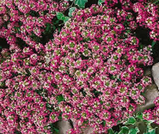 Allysum Rosie O day winter Flower seeds