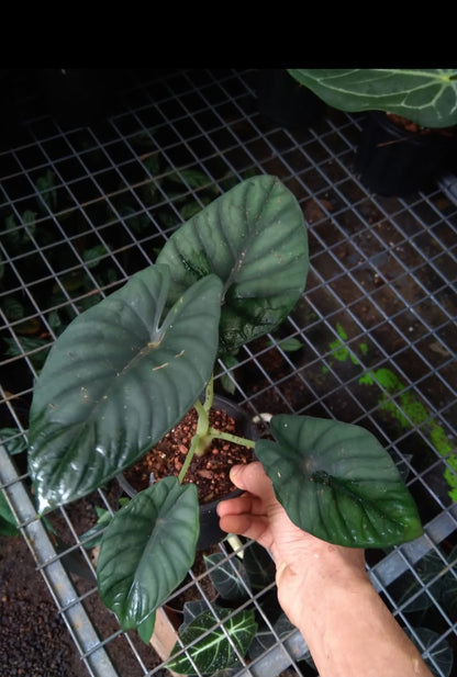 Alocasia black Diamond