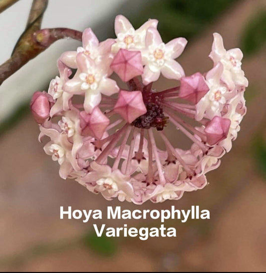 Hoya Macrophylla Variegata