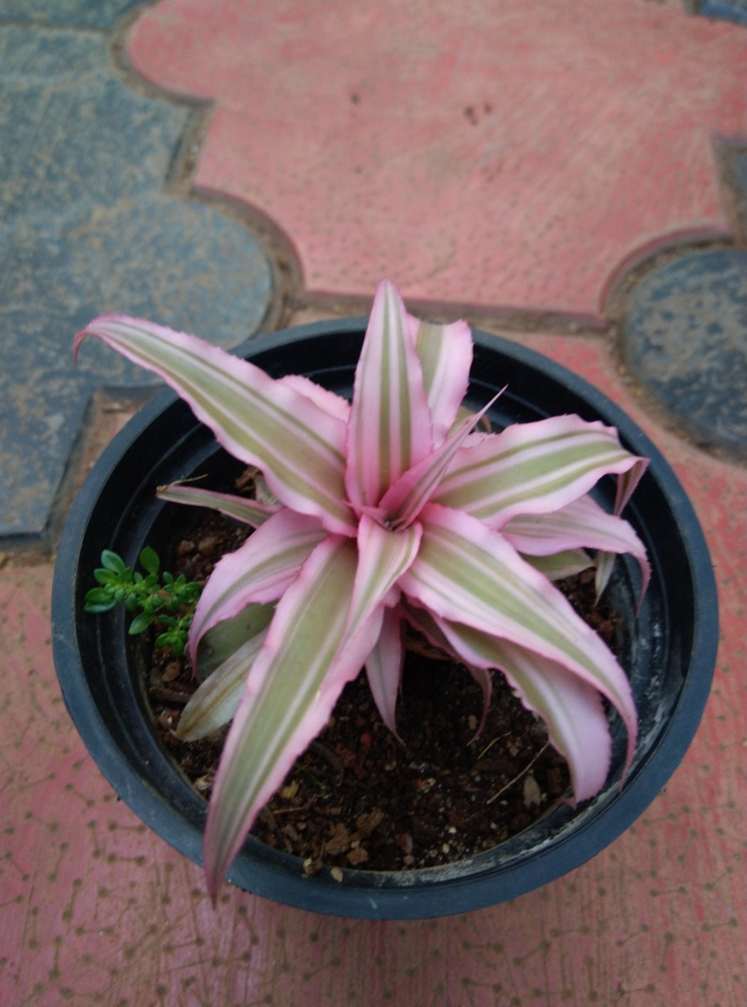 Cryptanthus Pink Starlite (Semishade)