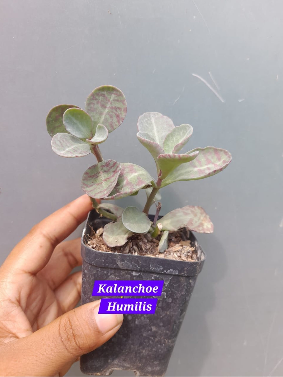 Kalanchoe Humilis