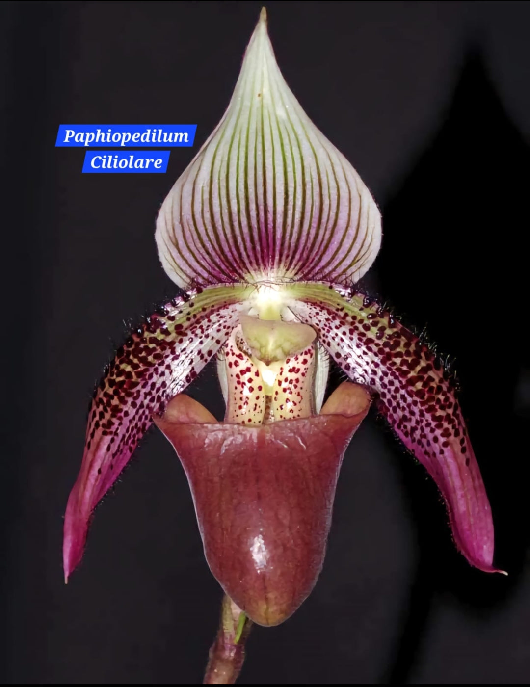 Paphiopedilum Ciliolare