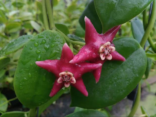 Hoya Coronaria Red (Semishade)