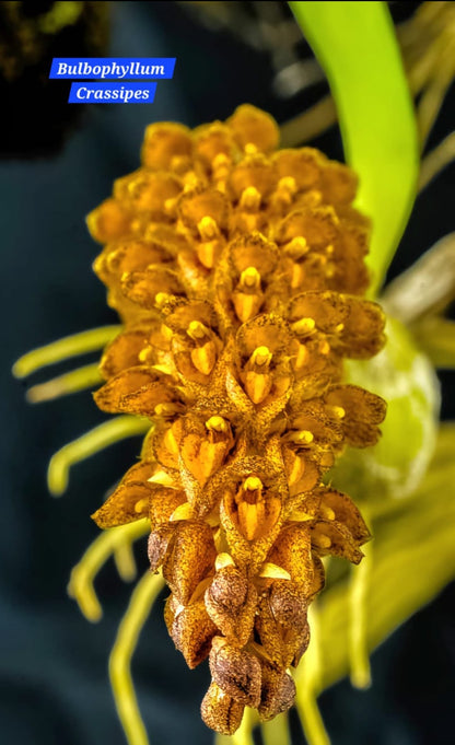 Bulbophyllum Crassipes