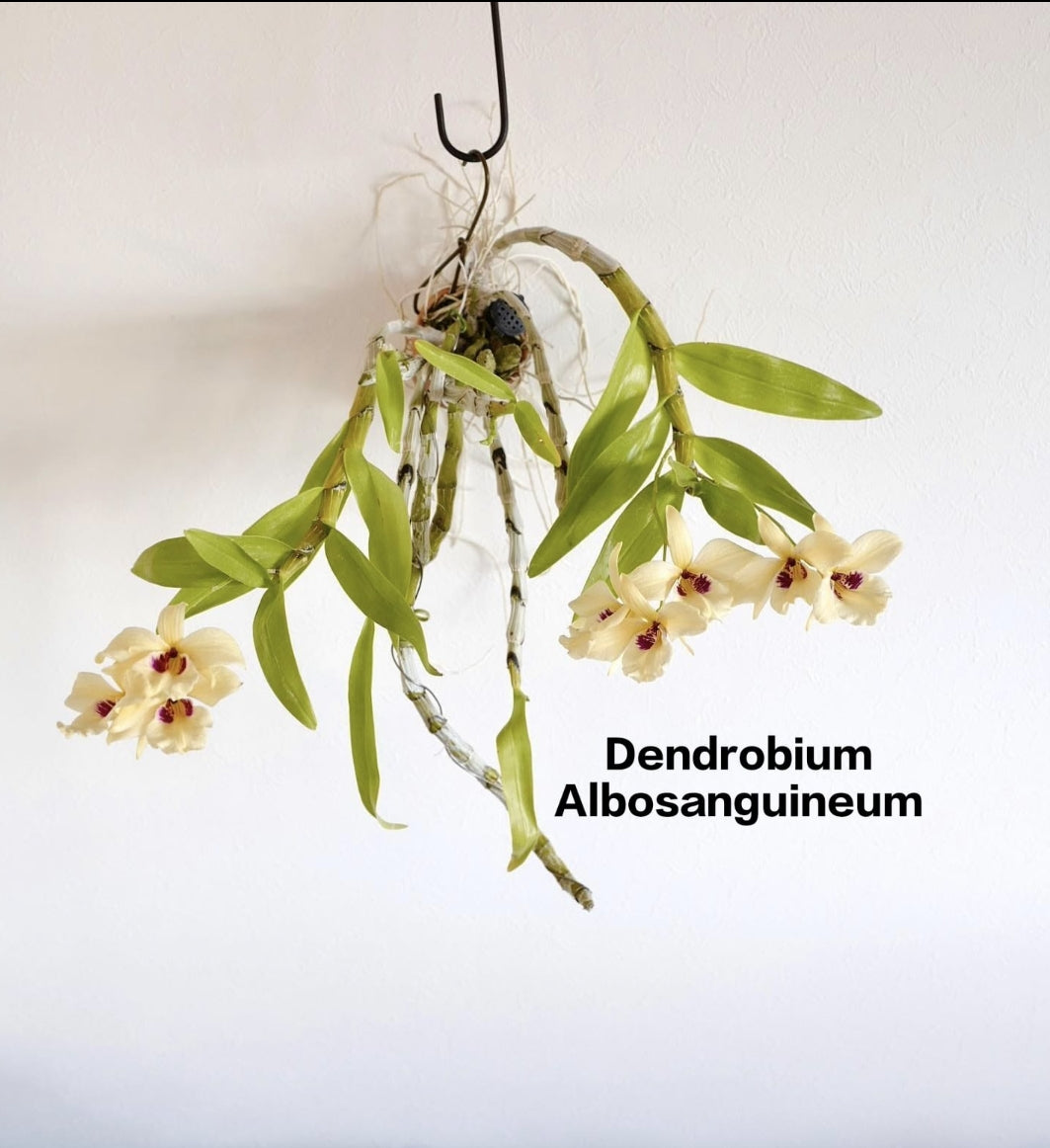 Dendrobium Albosanguineum