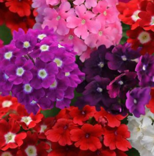 Verbena Quartz XP mix winter Flower seeds