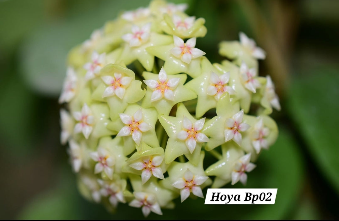 Hoya Sp. BP02