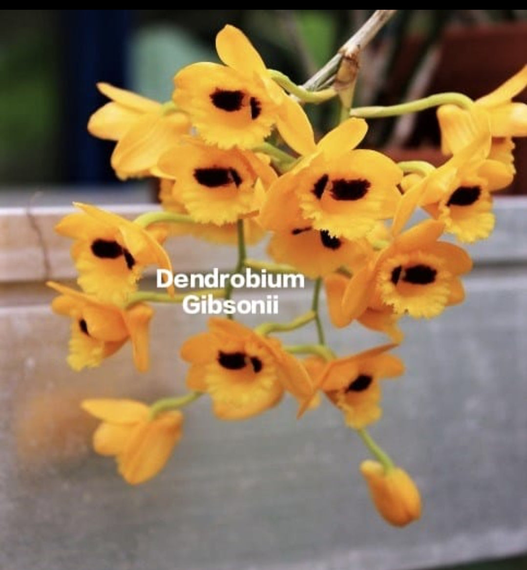 Dendrobium Gibsonii