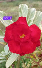 Adinium light red 5