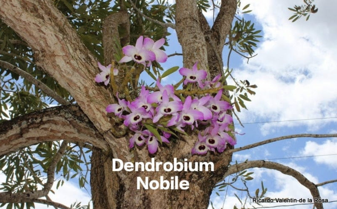 Dendrobium Nobile