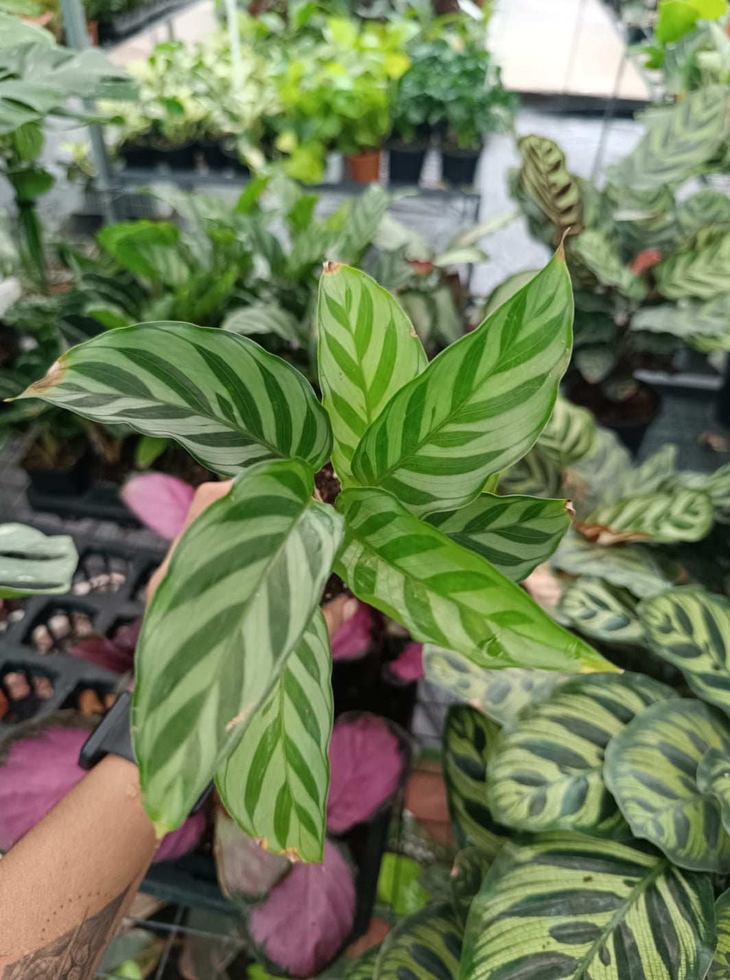 Calathea Freddie plant