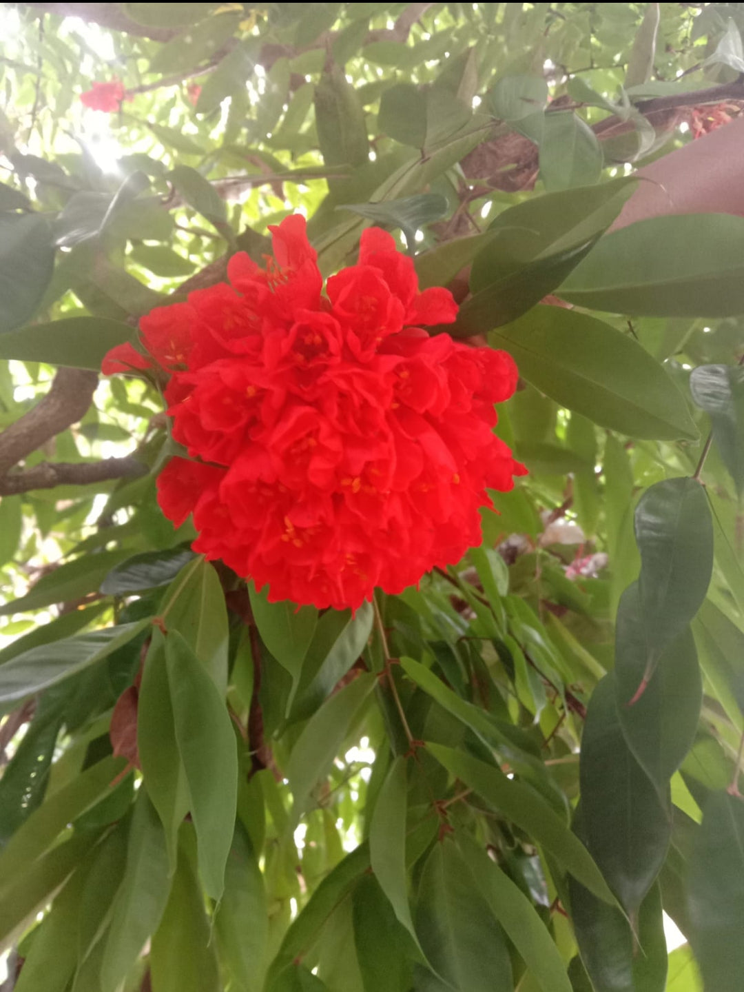 Brownea Coccinea flowering tree