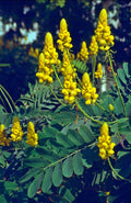 Casia alata flowering tree plant