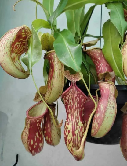 Pitcher plant (Carnivorous plant)