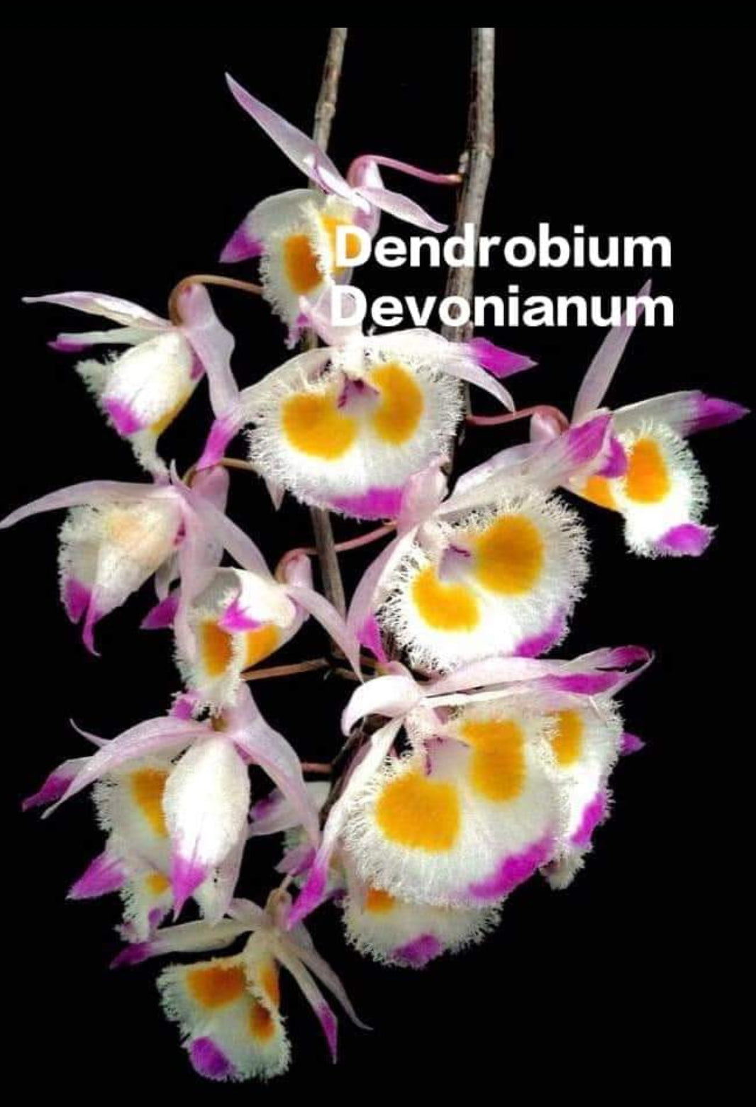 Dendrobium Devonianum