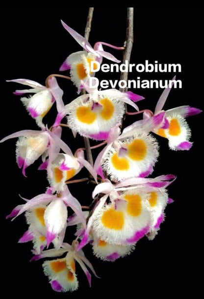 Dendrobium Devonianum