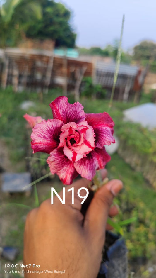 Adenium plant (desert rose) white pink stripe colour flower