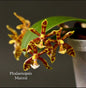Phalaenopsis Mannii