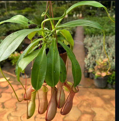 Nepenthes alata - Pitcher plant – Wild Willy's Plants and Flowers