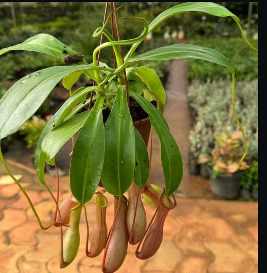 Nepenthes alata - Pitcher plant – Wild Willy's Plants and Flowers