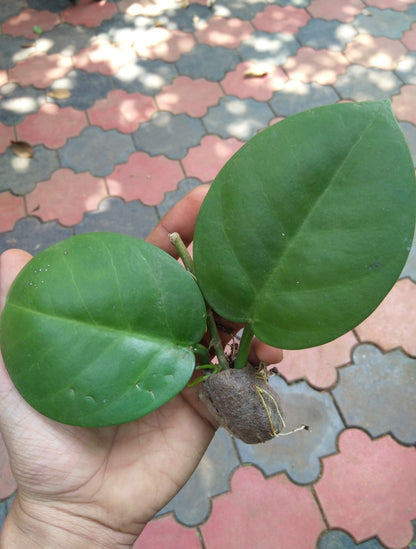 Hoya Australis ssp tenuipes (Semishade)