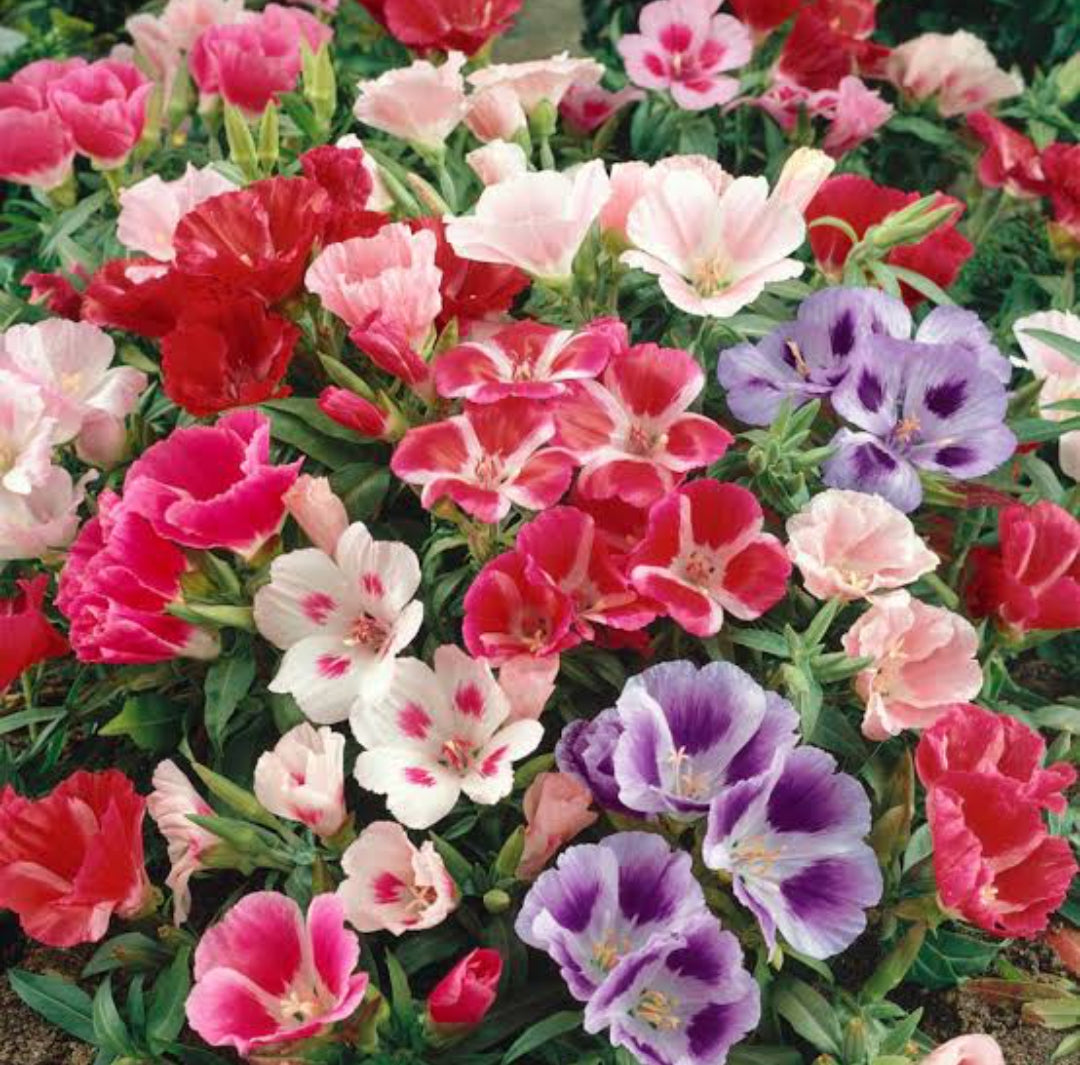 Godetia mix winter Flower seeds