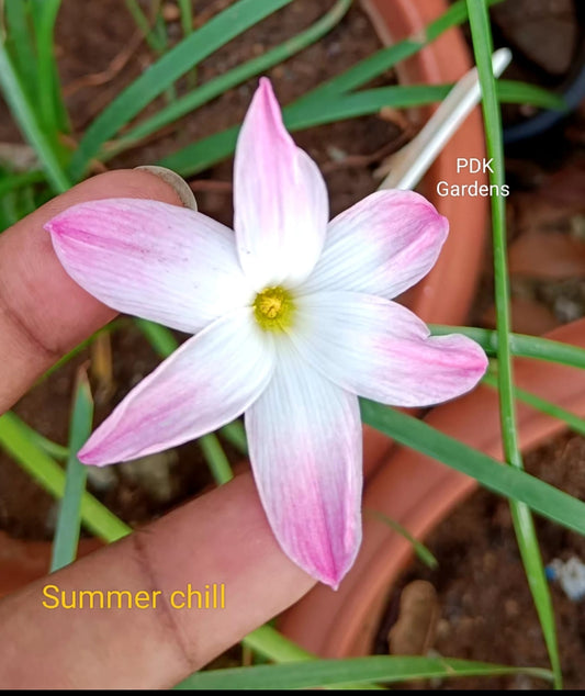 Summer chill Lily bulb