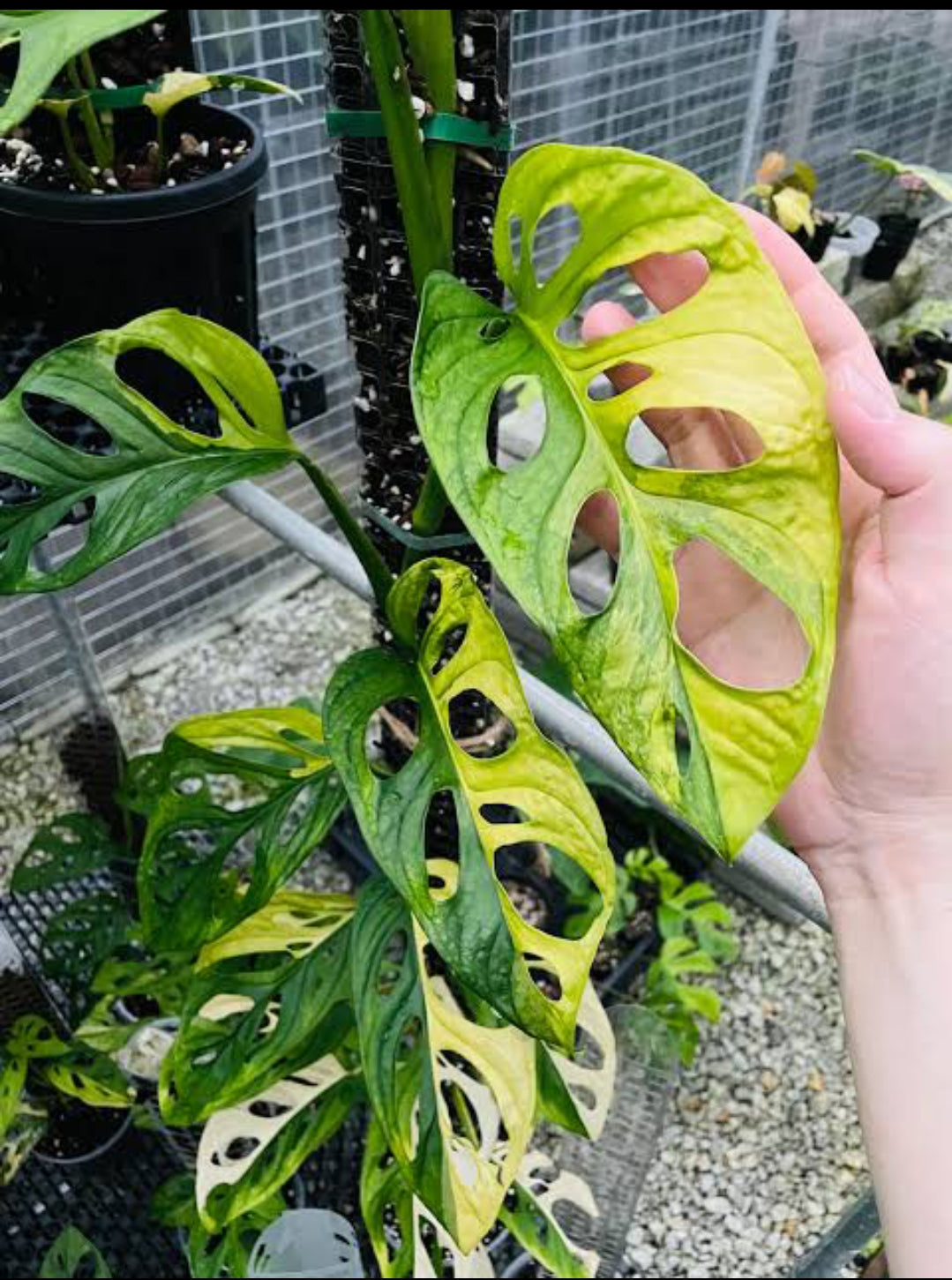 Monstera Adansonii Aurea Plant (Semishade, Node propegated)