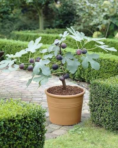Fig variety fruit plant shop now