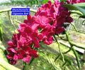 Rhynchostylis Red fragrance orchid 5