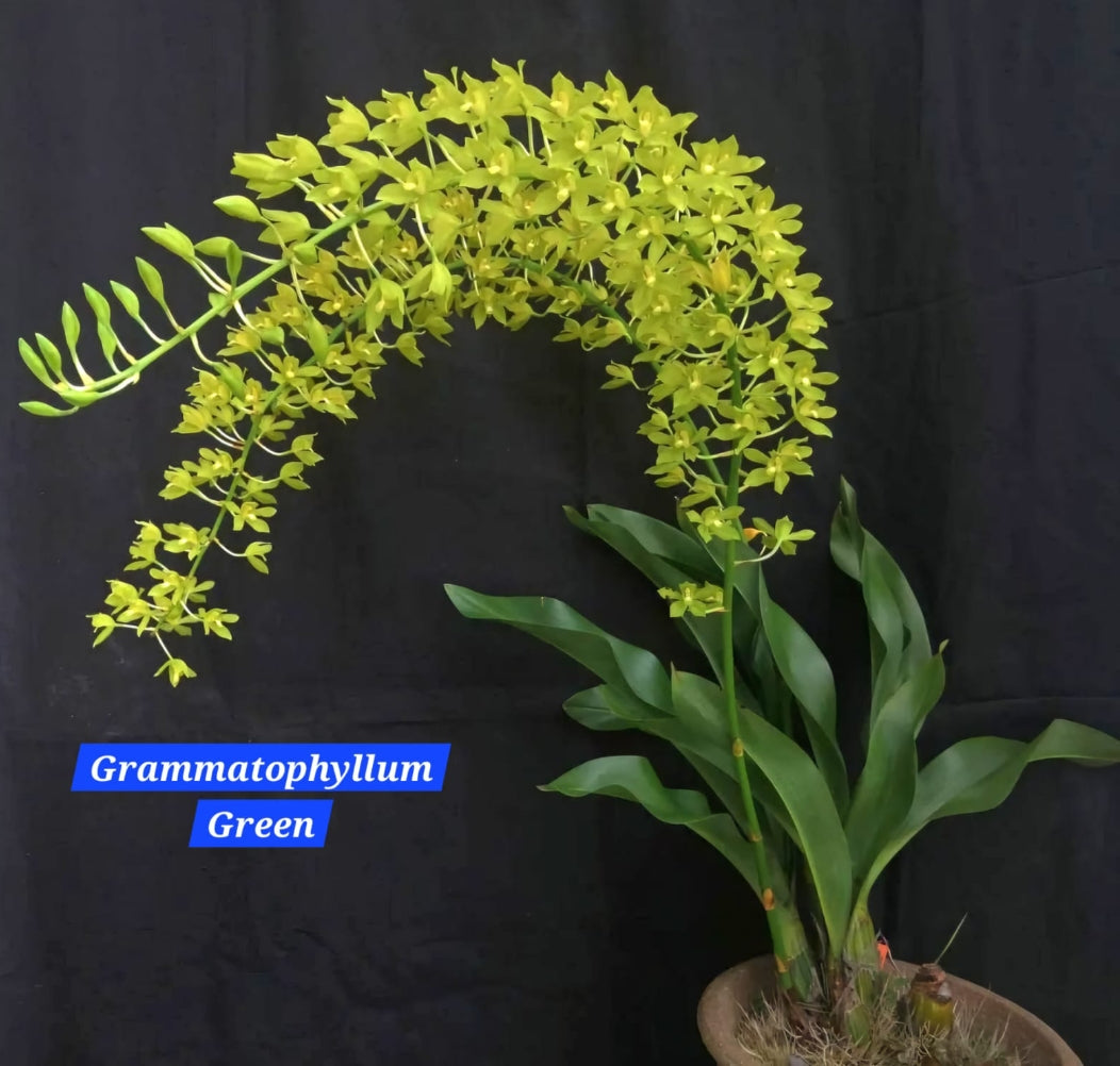 Grammatophyllum Orchid  ( pack of 2)