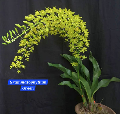 Grammatophyllum Orchid  ( pack of 2)