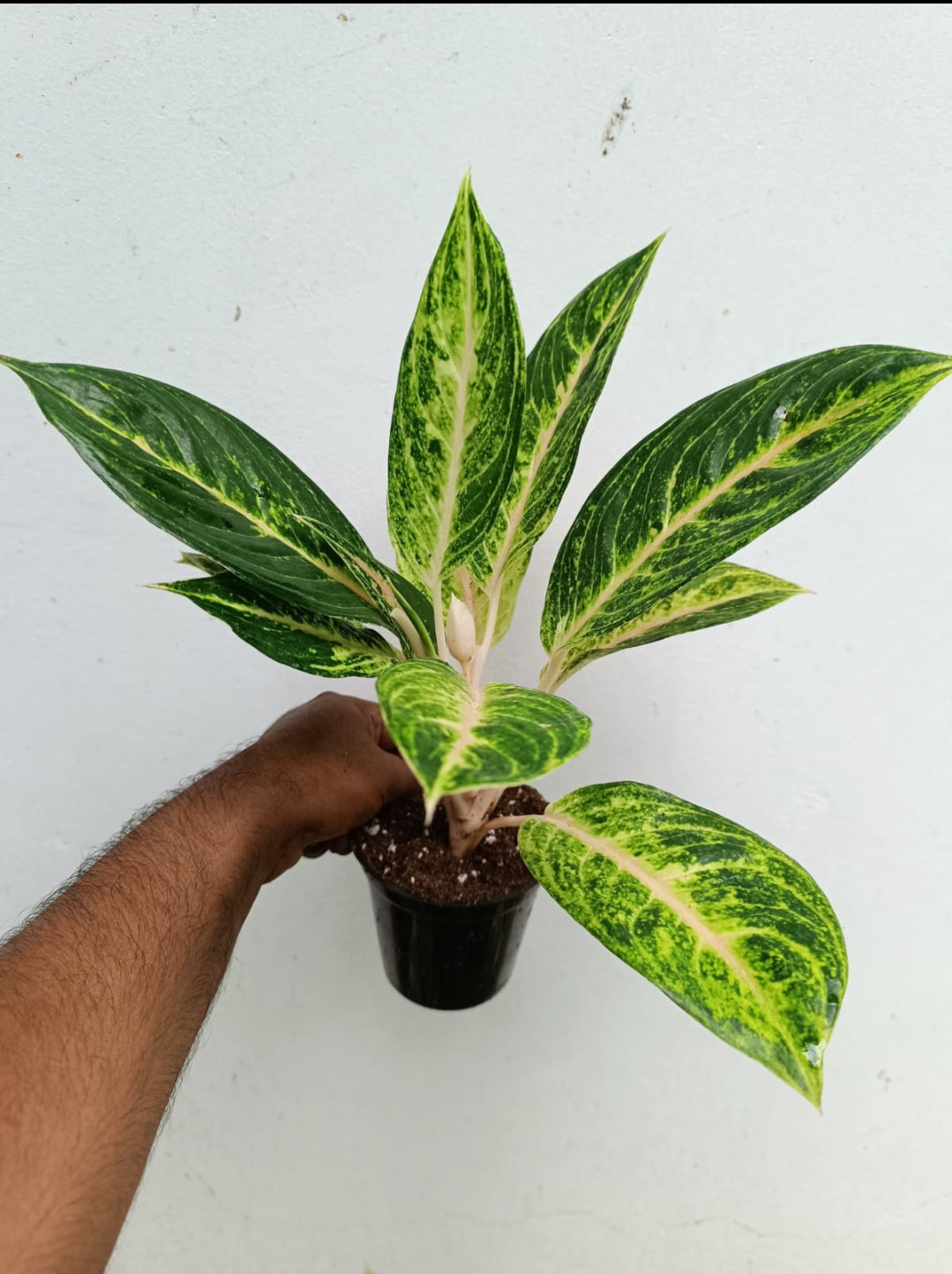 Green papaya Aglonima plant