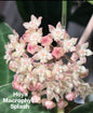 Hoya Macrophylla Splash