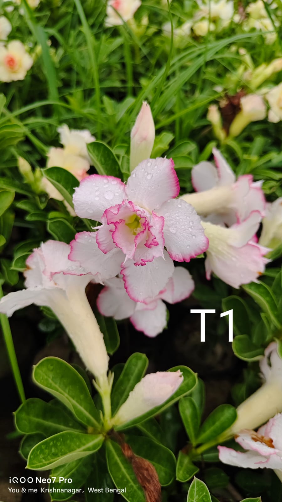 Adenium plant (desert rose) ight white and pink stripe colour flower