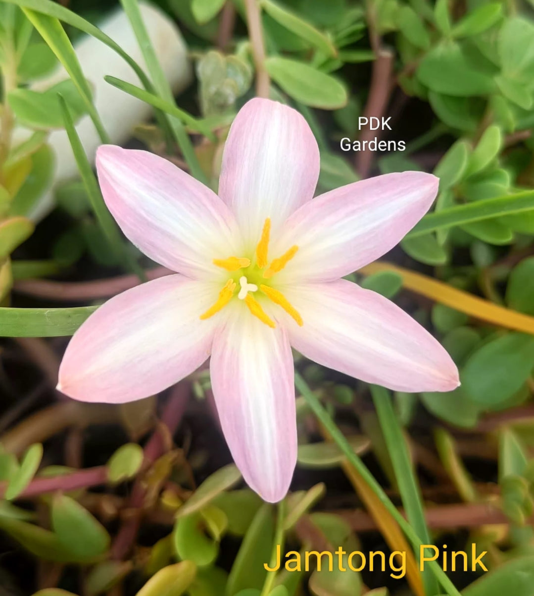 Jamtong pink rare Rain Lily bulb