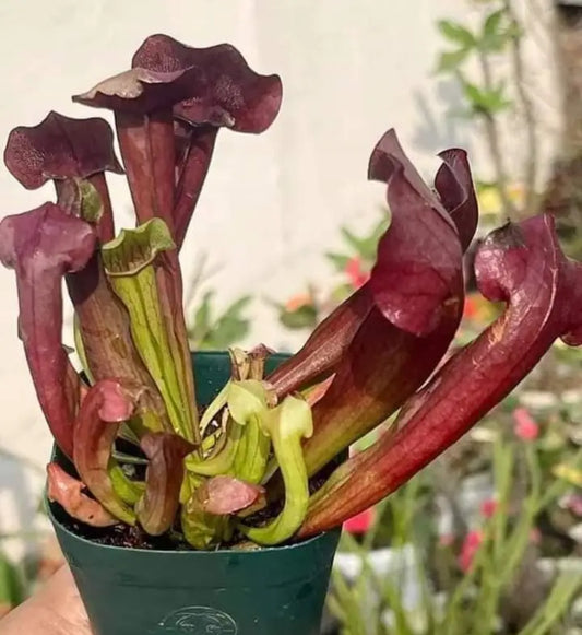 Sarracenia carnivorous