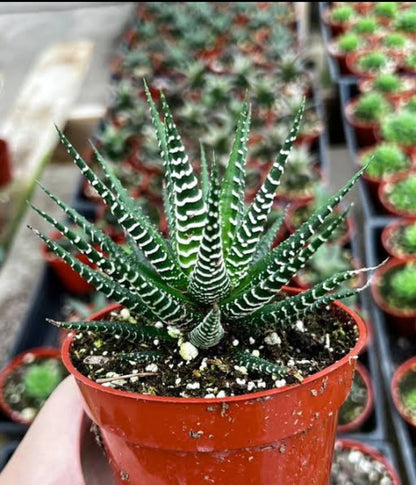 Haworthia Zebra (Succulent varity Indoor plants)